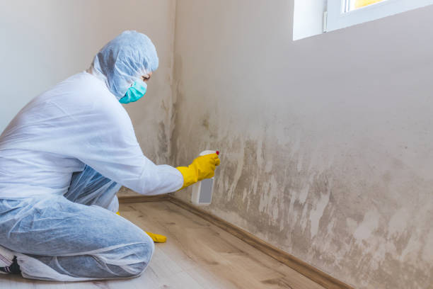 Licensed Attic Mold Removal service in Upper Black Eddy, PA - WQB Mold Removal