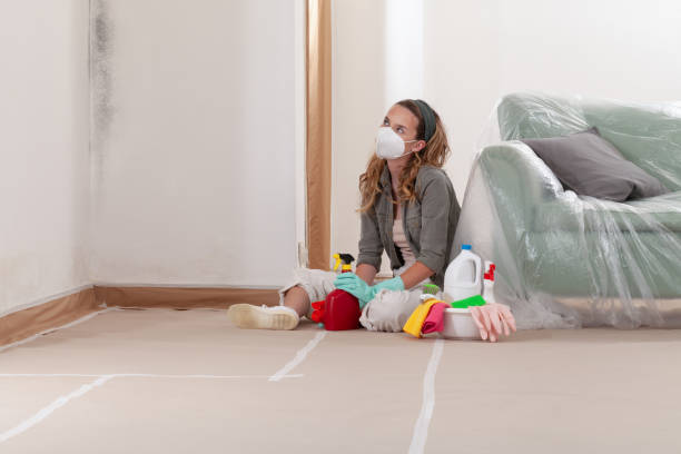Trusted Attic Mold Removal service in Upper Black Eddy, PA - WQB Mold Removal