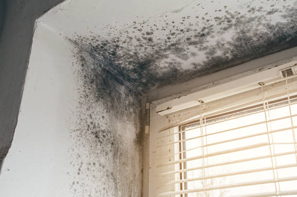 Affordable Attic Mold Removal solutions in Upper Black Eddy, PA