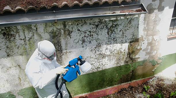 Top rated local Attic Mold Removal specialists in Upper Black Eddy, PA